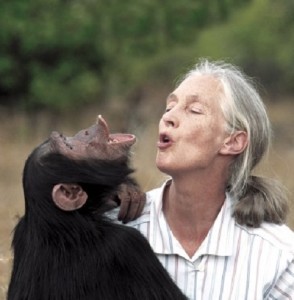 Jane Goodall with orphan chimpanzee Urahara (Michael Neugebauer/Jane Goodall Institute of Canada)