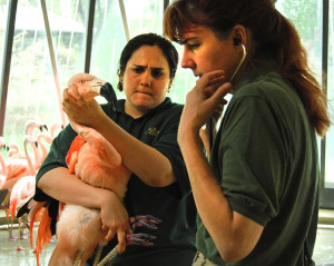 Kathryn Gamble, DVM, examines one of the Lincoln Park Zoo's Chilean flamingos during an annual medical exam. Credit: LP Zoo